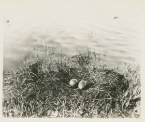 Image of Near view of Loon nest and eggs
